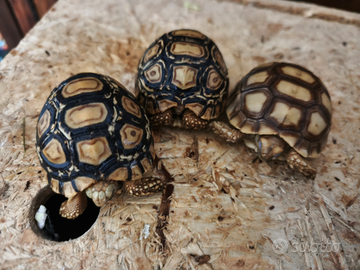 Coppia Tartaruga terra pardalis