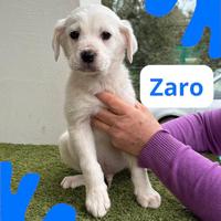 Zaro