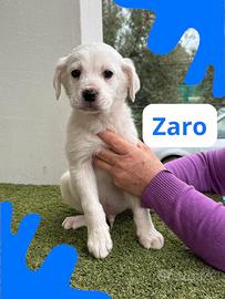 Zaro
