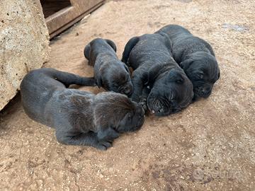 Cane corso