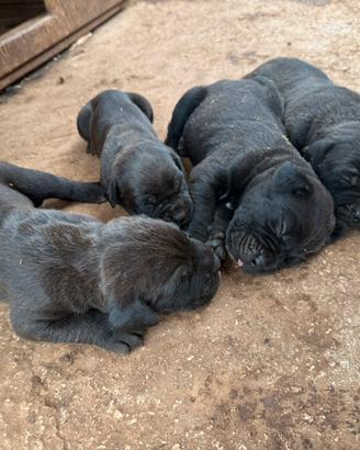 Cane corso