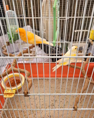 Femmina di Canarino Giallo