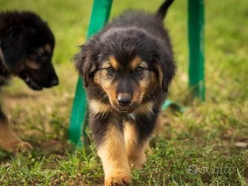Cuccioli Pastore tedesco/australiano