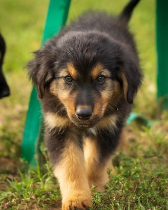 Cuccioli Pastore tedesco/australiano