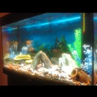 acquario juwel rio 125 Litri