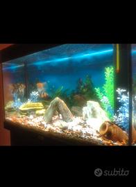 acquario juwel rio 125 Litri