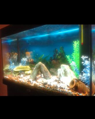 acquario juwel rio 125 Litri