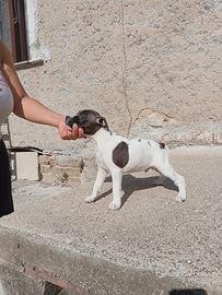 Cuccioli di Staffordshire bull terrier