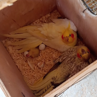 Calopsite da imbecco