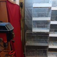 Canarino più gabbie