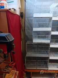 Canarino più gabbie