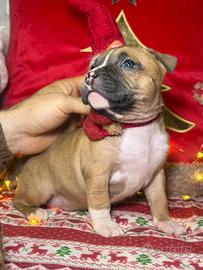 Cuccioli di amstaff femmine