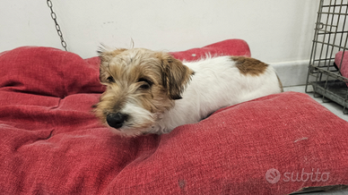 Cucciolo jack Russel terrier
