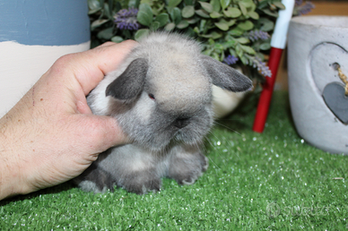 Coniglio ariete nano e minilop