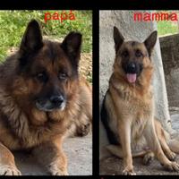 Disponibile ultima femmina