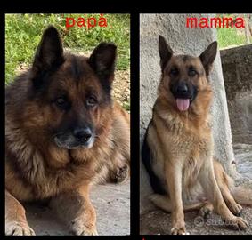 Disponibile ultima femmina