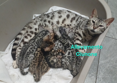 Cuccioli Gatti Bengala cucciolo Pedigree