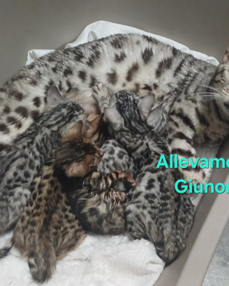 Cuccioli Gatti Bengala cucciolo Pedigree