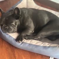 Maschio bull dog francese disponibile per monta