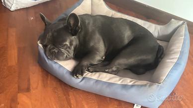 Maschio bull dog francese disponibile per monta
