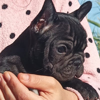 Bouledogue/bulldog francese