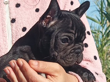 Bouledogue/bulldog francese