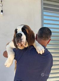 San Bernardo cucciolo Gigantesco