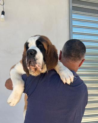 San Bernardo cucciolo Gigantesco