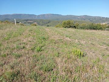 Terreno agricolo