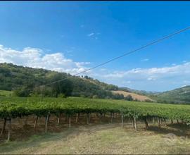 Terreno agricolo con vigneto 8,5 Ha Casacanditella