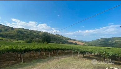 Terreno agricolo con vigneto 8,5 Ha Casacanditella