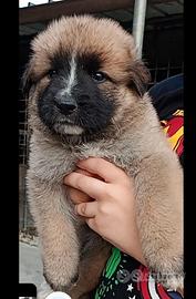 Cucciolo Kangal