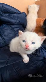 Gattini