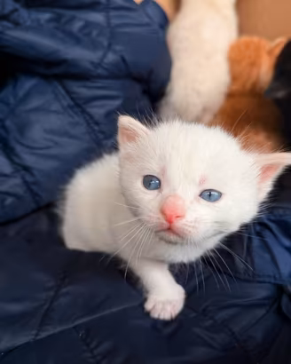 Gattini