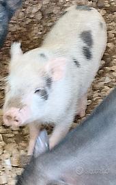 Maialino nano