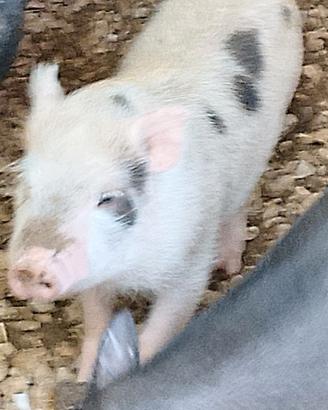 Maialino nano