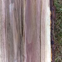 Tronchi d albero essenza Noce canadese