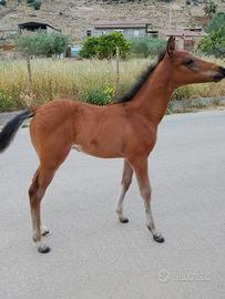 Puledro andaluso