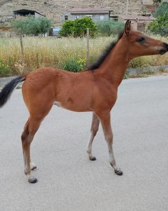 Puledro andaluso