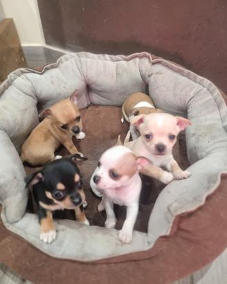 Cuccioli di Chihuahua