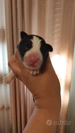 Border collie litter k 2026