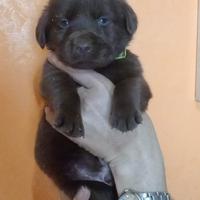 Labrador cioccolato con pedigree