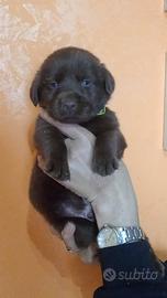 Labrador cioccolato con pedigree