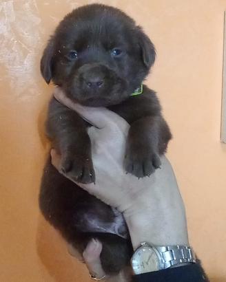 Labrador cioccolato con pedigree