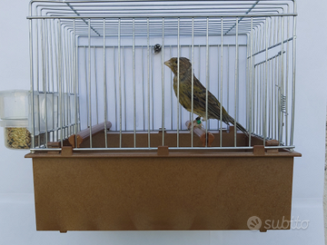 Canarini Timbrado Spagnolo