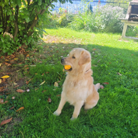 Golden retriver per monta