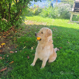Golden retriver per monta