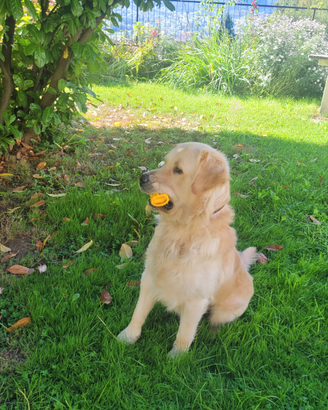 Golden retriver per monta