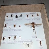 scatola entomologica 18 insetti