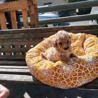 Barboncino maltipo toy ultima femmina